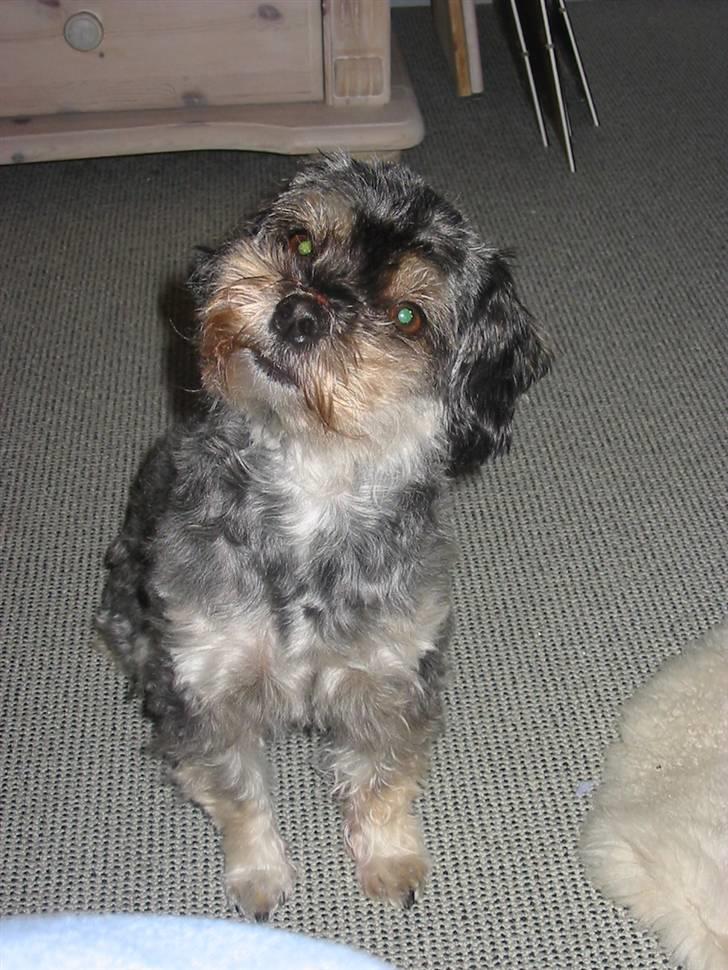 Blanding af racer Mulle - Lytter til hva der bliver sagt.. billede 6