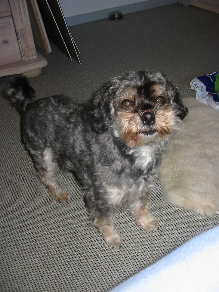 Blanding af racer Mulle - Klar til at spring af glæde, fordi hun skal ud og gå.. billede 7