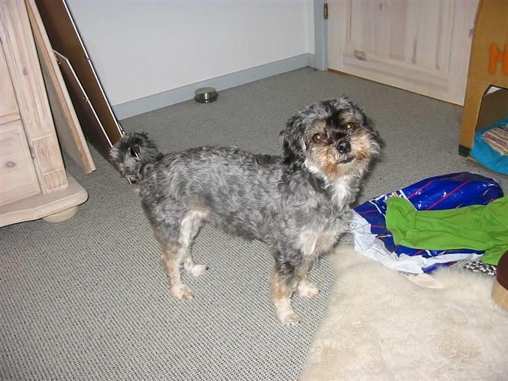 Blanding af racer Mulle - Står klar ved døren.. ;) billede 8