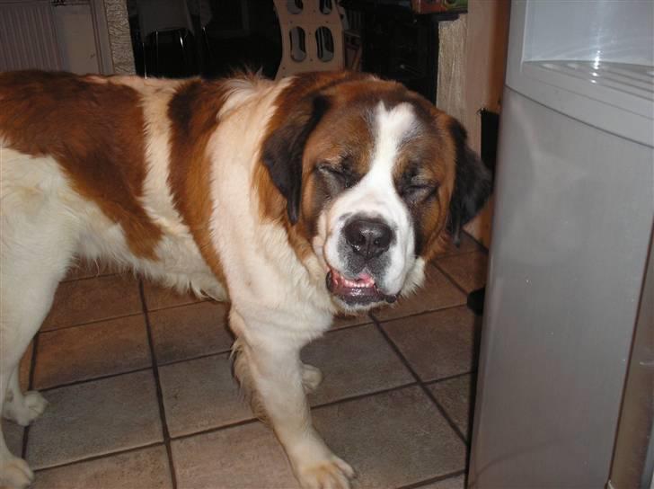 Sankt bernhardshund brutalis - hi hi hvor er det sjovt billede 15