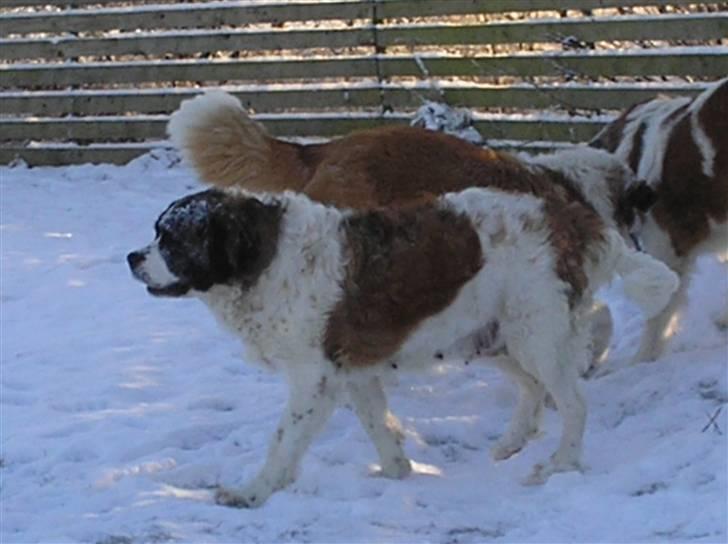 Sankt bernhardshund trine R I P 09- billede 14