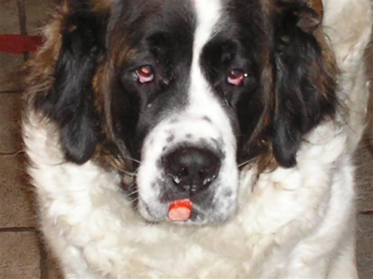 Sankt bernhardshund trine R I P 09- billede 15