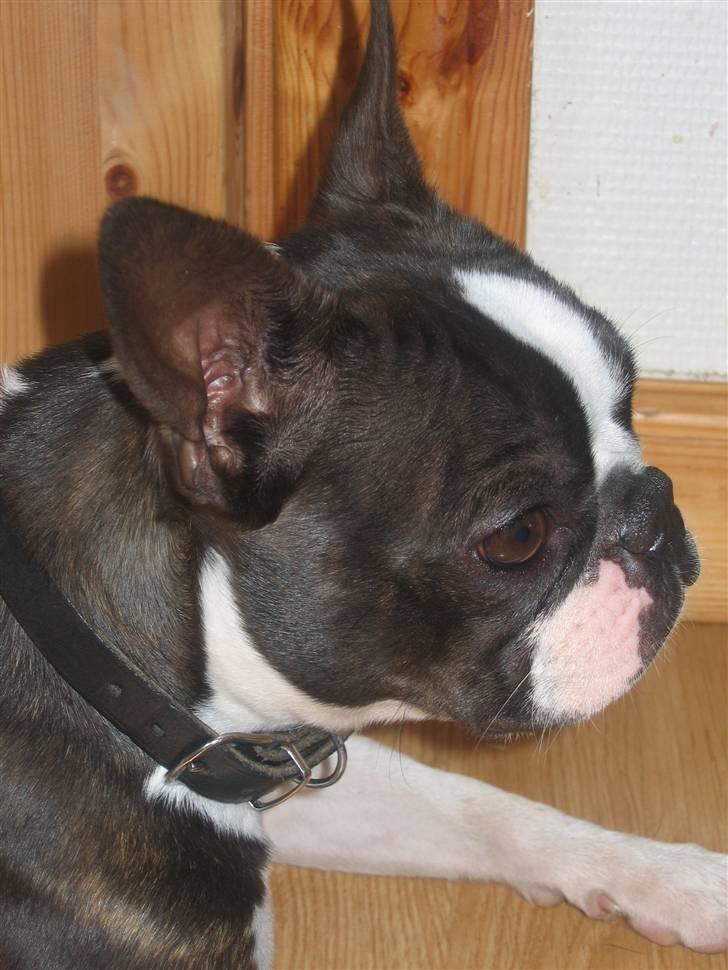 Boston terrier Apoko - Super dejlige Apoko billede 20