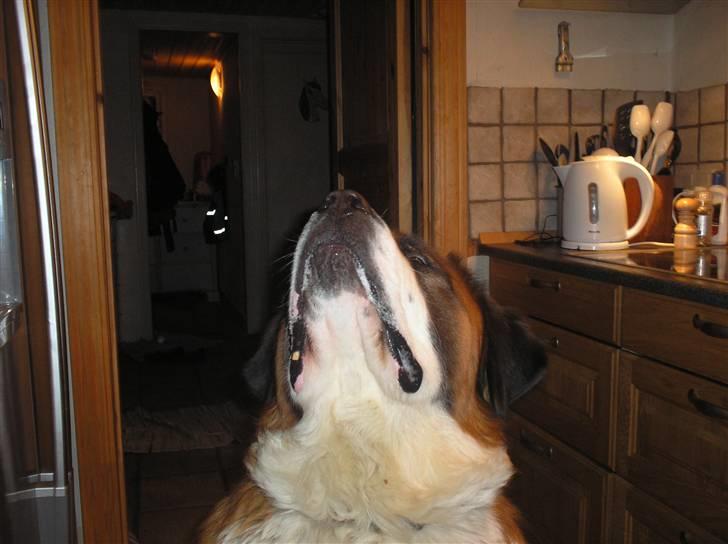 Sankt bernhardshund brutalis - her kigger jeg "stjerner" billede 16