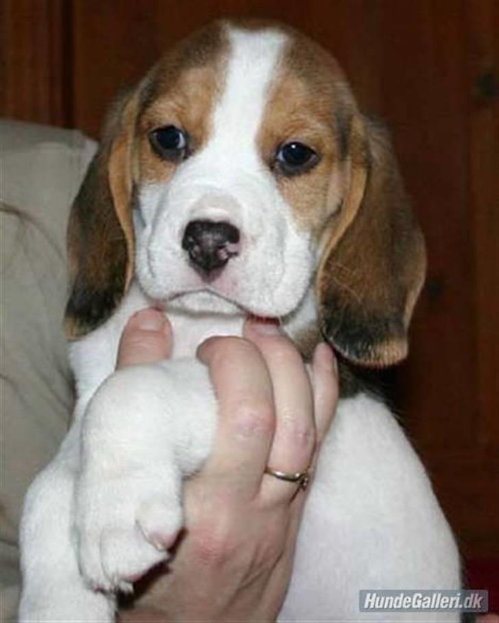 Beagle Mads / Fairytosh Mc. Cafferty - Mads som lille, og boede stadig ved mor :)<3 billede 11