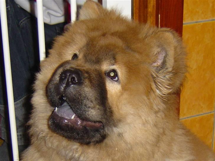 Chow chow Peifu's Aslan Chi Gau billede 12