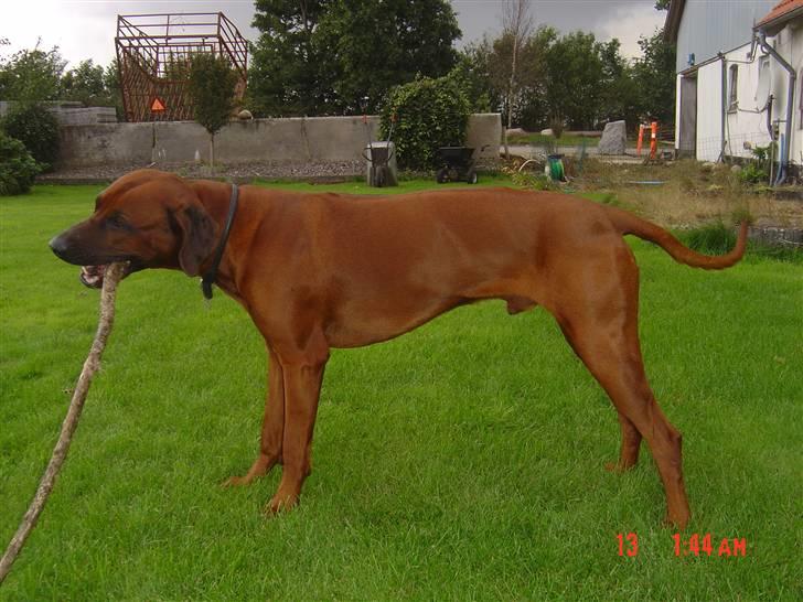 Rhodesian ridgeback (Bhara-Bhara) Zacho - Billede 1 - Fuld profil billede 1