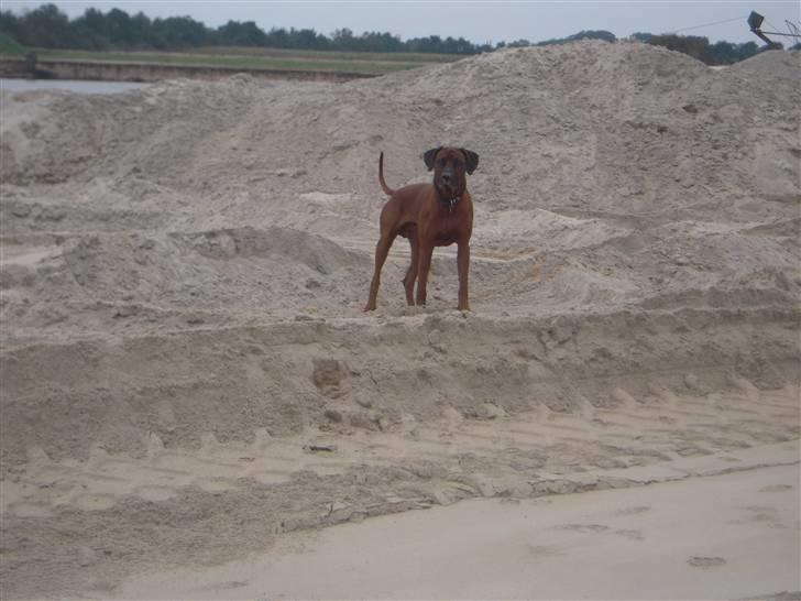 Rhodesian ridgeback (Bhara-Bhara) Zacho - Billede 2 - På tur i grusgraven billede 2