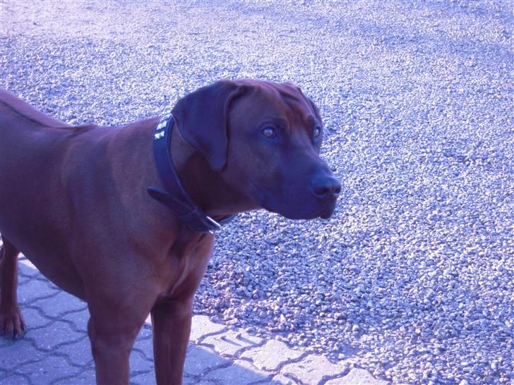 Rhodesian ridgeback (Bhara-Bhara) Zacho - Billede 3 - Zacho i påsken 2009 billede 3