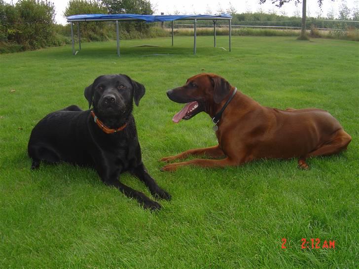 Rhodesian ridgeback (Bhara-Bhara) Zacho - Billede 4 - Zacho og Balder . Bedste venner :D billede 4