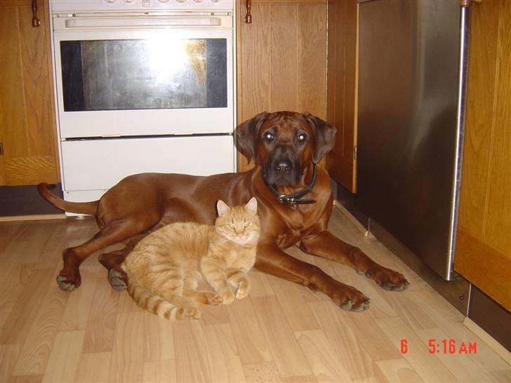 Rhodesian ridgeback (Bhara-Bhara) Zacho - Billede 5 - Tisse og Zacho i køkkenet . billede 5