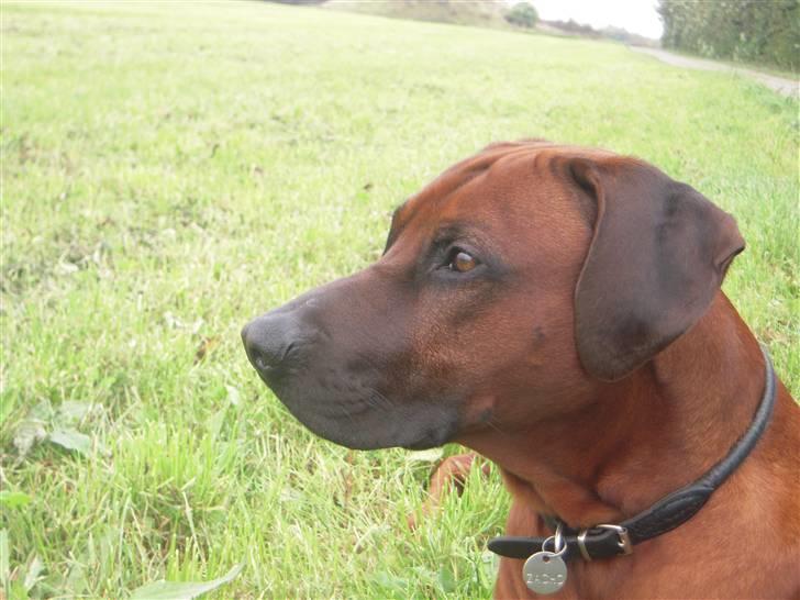 Rhodesian ridgeback (Bhara-Bhara) Zacho - Billede 6 - Nærbillede billede 6