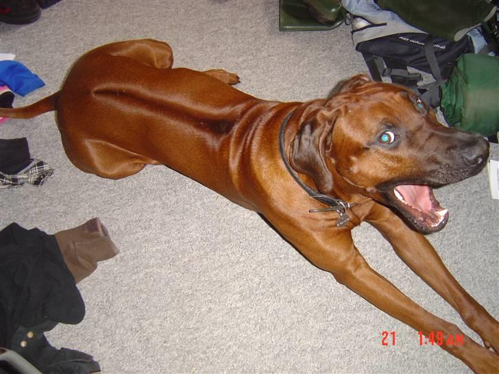 Rhodesian ridgeback (Bhara-Bhara) Zacho - Billede 7 - Ih , hvor er du altså kedelig d; billede 7