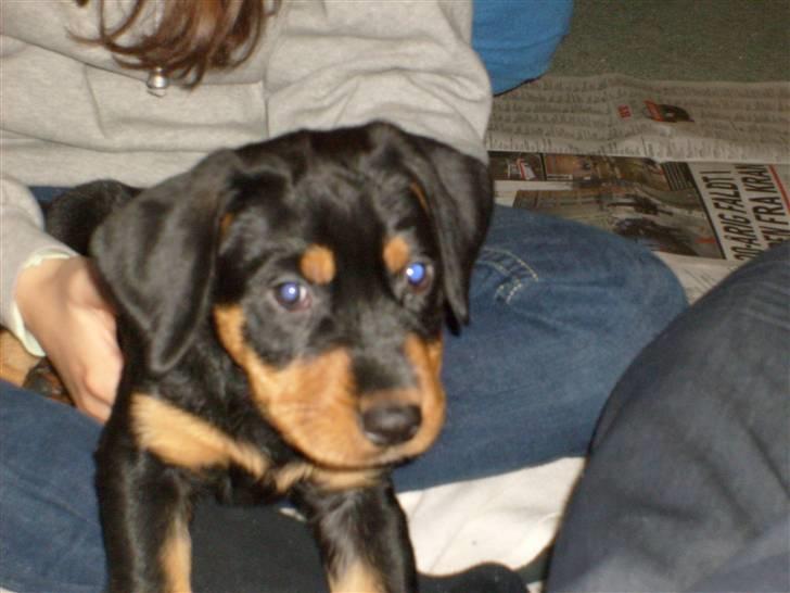 Blanding af racer Luna - Solgt.. billede 1