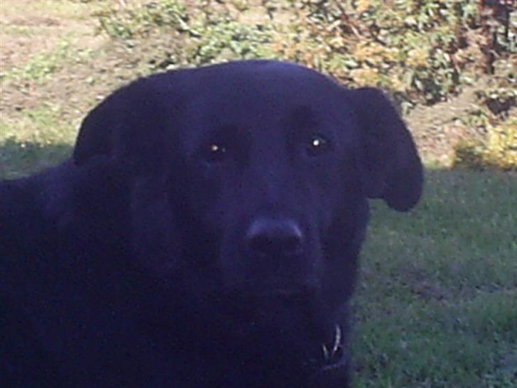 Blanding af racer Julie *R.I.P* billede 1