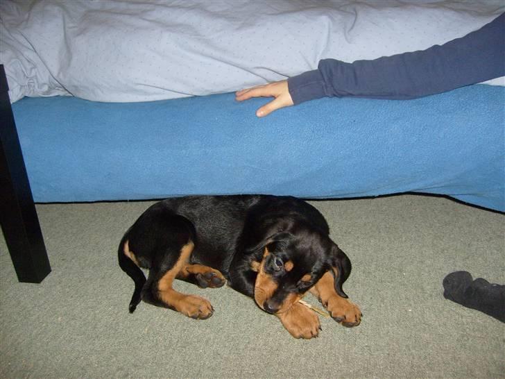 Blanding af racer Luna - Solgt.. billede 3