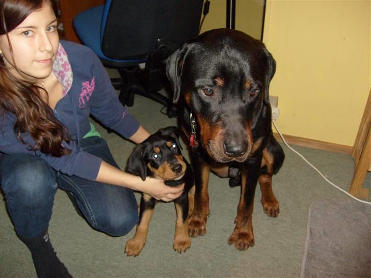 Blanding af racer Luna - Solgt.. - Luna og farmand Kenzo billede 4