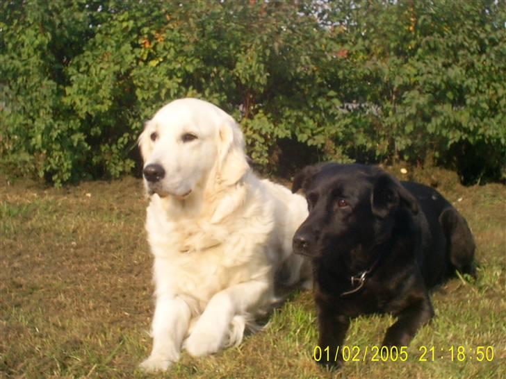 Blanding af racer Julie *R.I.P* billede 2