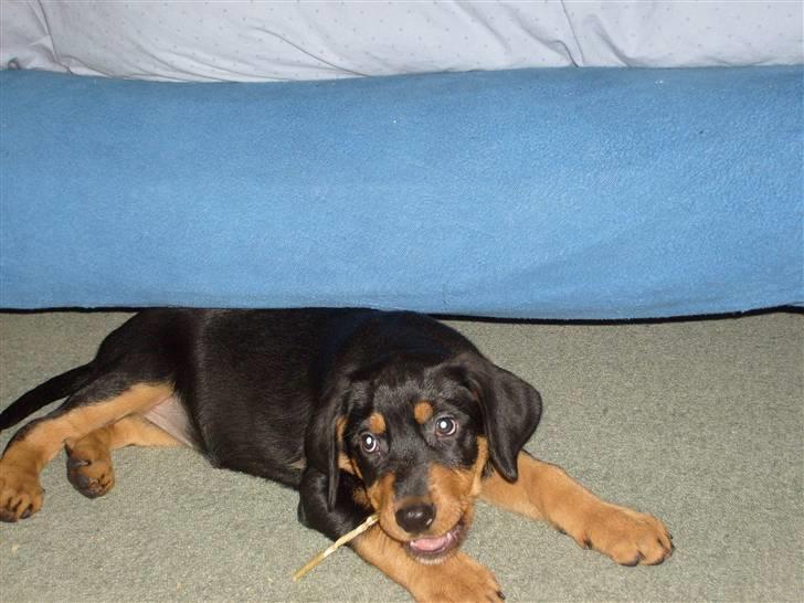 Blanding af racer Luna - Solgt.. billede 5