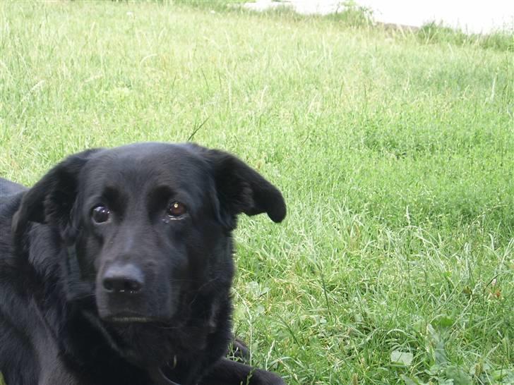 Blanding af racer Julie *R.I.P* billede 3