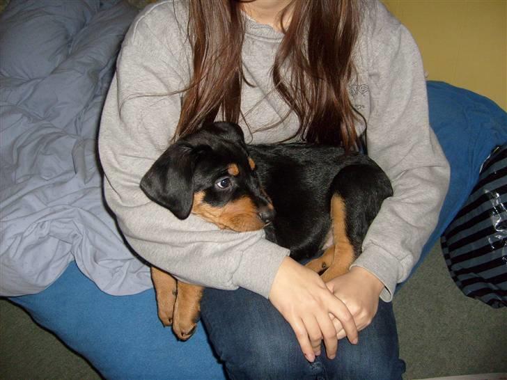 Blanding af racer Luna - Solgt.. billede 6