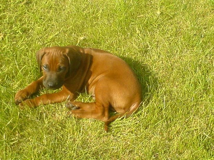 Rhodesian ridgeback (Bhara-Bhara) Zacho - Billede 8 - Bette Zacho . Sommeren 2007 billede 8