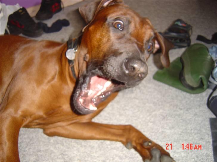 Rhodesian ridgeback (Bhara-Bhara) Zacho - Billede 9 - I´m gonna get ya ! x´D billede 9