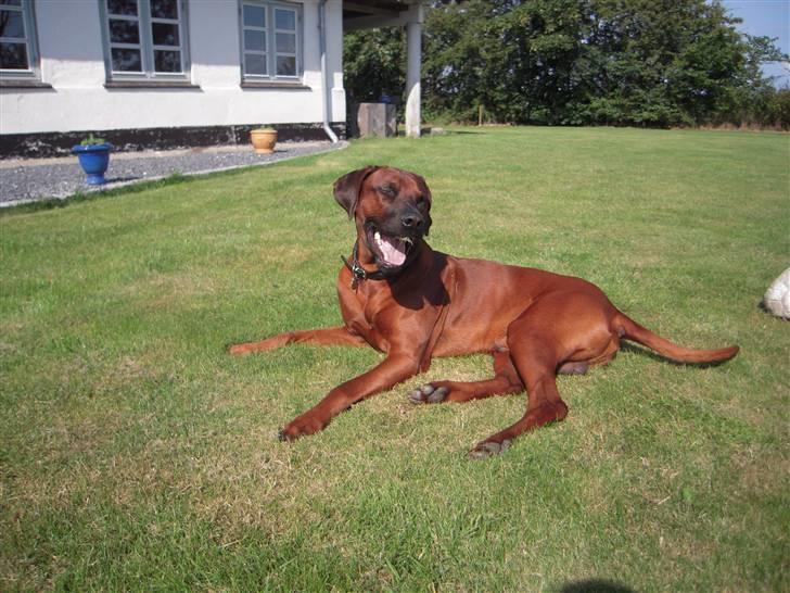 Rhodesian ridgeback (Bhara-Bhara) Zacho - Billede 10 - Rart at sovemed sin længe savnede makker billede 10