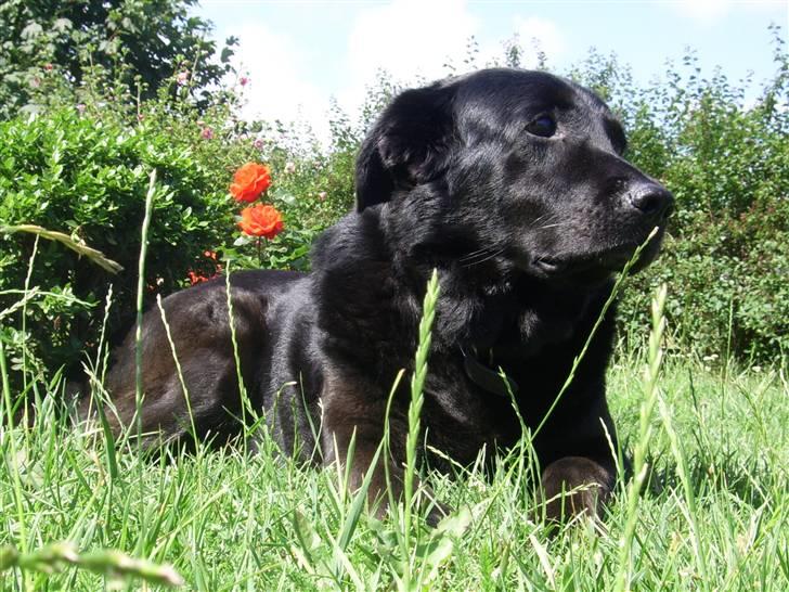 Blanding af racer Julie *R.I.P* billede 4