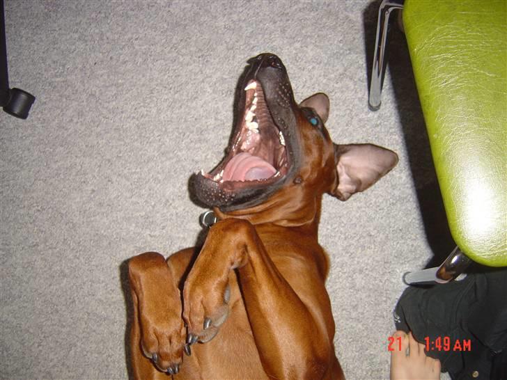 Rhodesian ridgeback (Bhara-Bhara) Zacho - Billede 11 - Flagermus´tricket :b billede 11