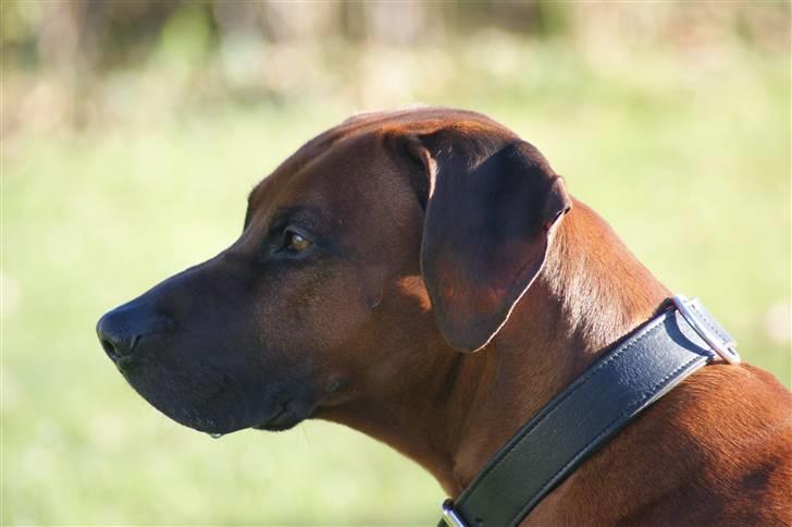 Rhodesian ridgeback (Bhara-Bhara) Zacho - Billede 12 -  billede 12