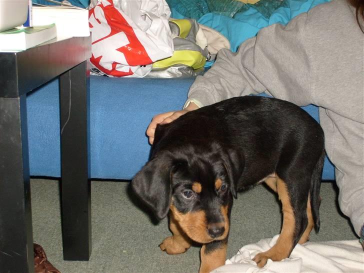 Blanding af racer Luna - Solgt.. billede 7