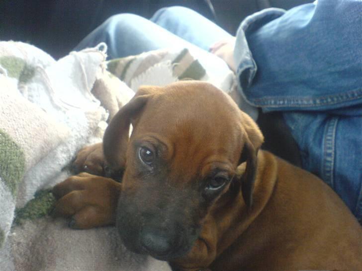 Rhodesian ridgeback (Bhara-Bhara) Zacho - Billede 13 - På vej hjem i bilen den dag vi hentede ham . billede 13