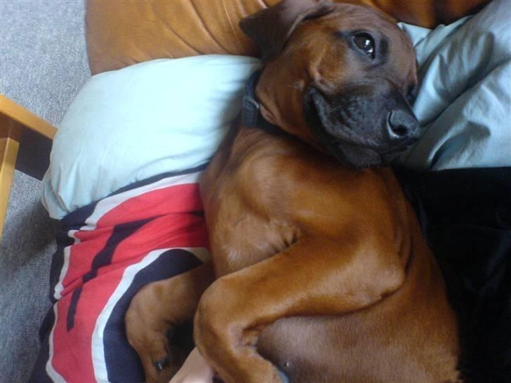 Rhodesian ridgeback (Bhara-Bhara) Zacho - Billede 14 - Senere på sommeren 2007 . Her er han blevet en del større . billede 14