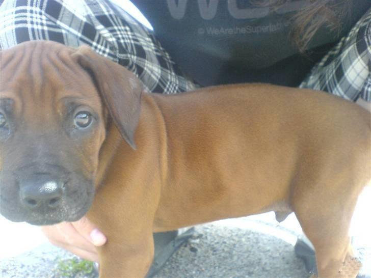 Rhodesian ridgeback (Bhara-Bhara) Zacho - Billede 15 - Bette Zacho billede 15
