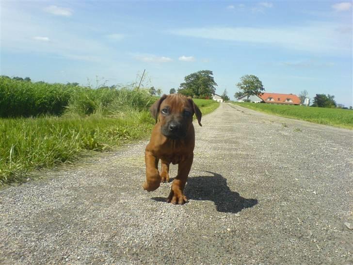 Rhodesian ridgeback (Bhara-Bhara) Zacho - Billede 16 - Jeg holder så meget af dette billede . Haha , her er han ikke så stor og vil helst gå lige bag en . Tror det var tredje dag vi havde ham . billede 16