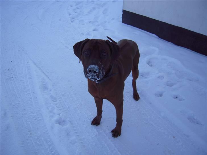 Rhodesian ridgeback (Bhara-Bhara) Zacho - Billede 17 - Zacho med sne på næsen februar 2009 billede 17