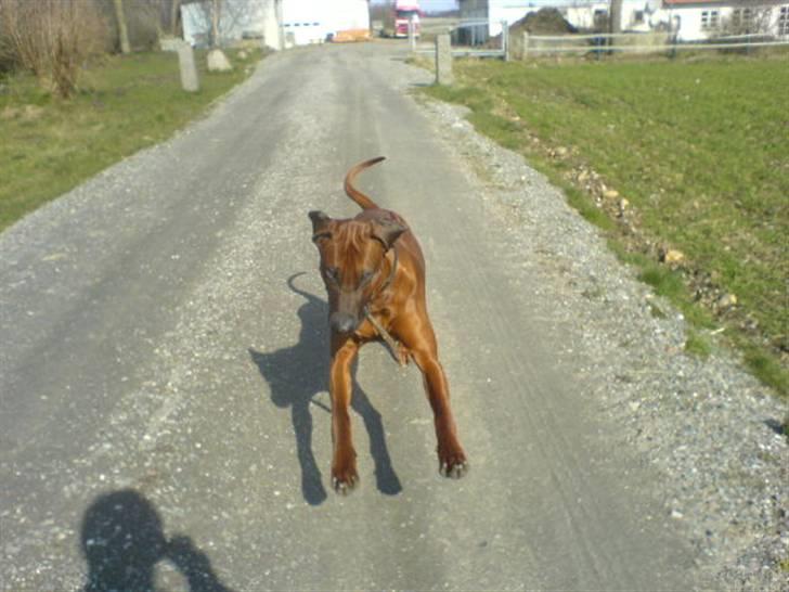 Rhodesian ridgeback (Bhara-Bhara) Zacho - Billede 18 - Zacho kommer løbende . Zacho burde have stået stille xD billede 18
