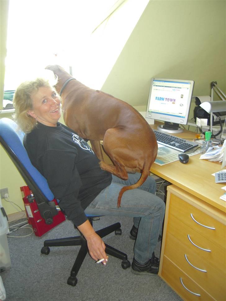 Rhodesian ridgeback (Bhara-Bhara) Zacho - Billede 19 - En forkælet hund, der tror den er en skødehund d; billede 19