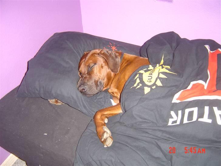 Rhodesian ridgeback (Bhara-Bhara) Zacho - Billede 20 - Dejligt at sove i en god seng <3 billede 20