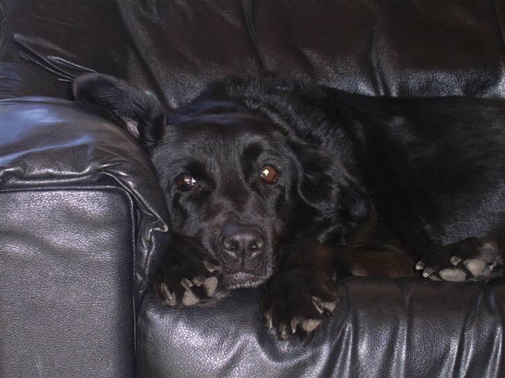 Blanding af racer Julie *R.I.P* billede 5