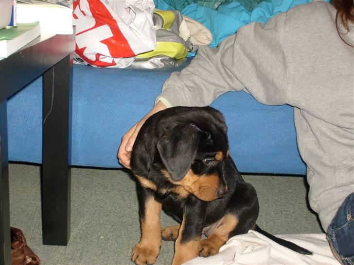 Blanding af racer Luna - Solgt.. billede 9