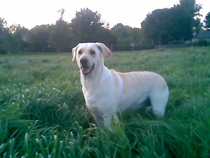 Blanding af racer Trista billede 1