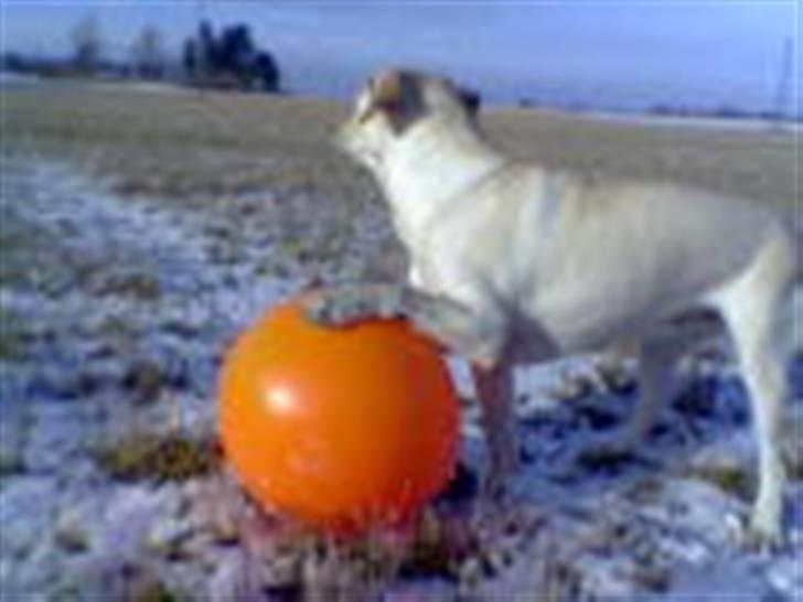 Blanding af racer Trista billede 2