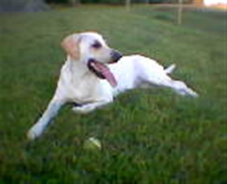 Blanding af racer Trista billede 3