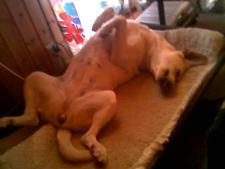 Blanding af racer Trista billede 4