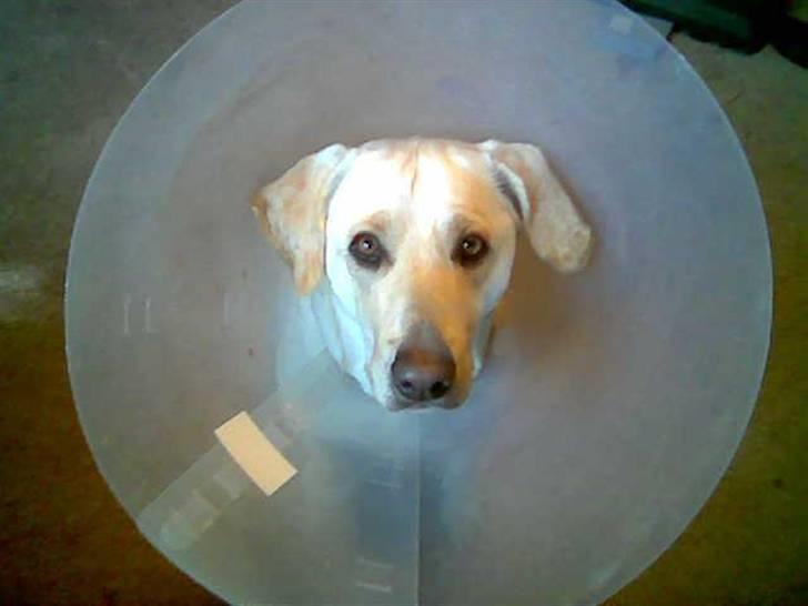 Blanding af racer Trista billede 5