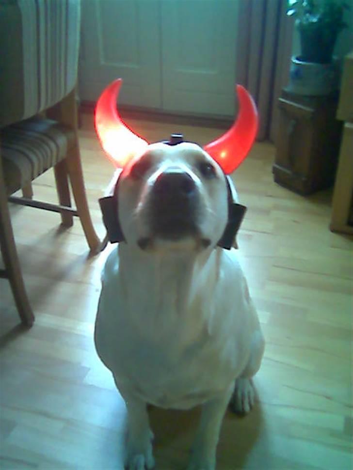 Blanding af racer Trista billede 6