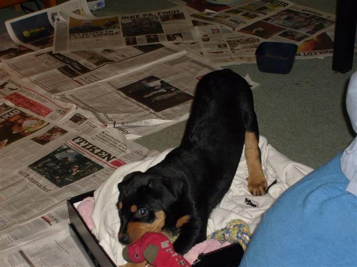 Blanding af racer Luna - Solgt.. billede 10