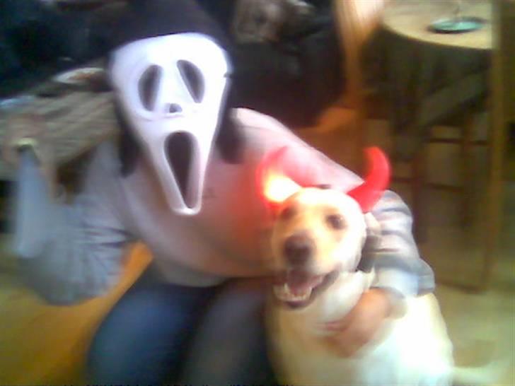 Blanding af racer Trista billede 7